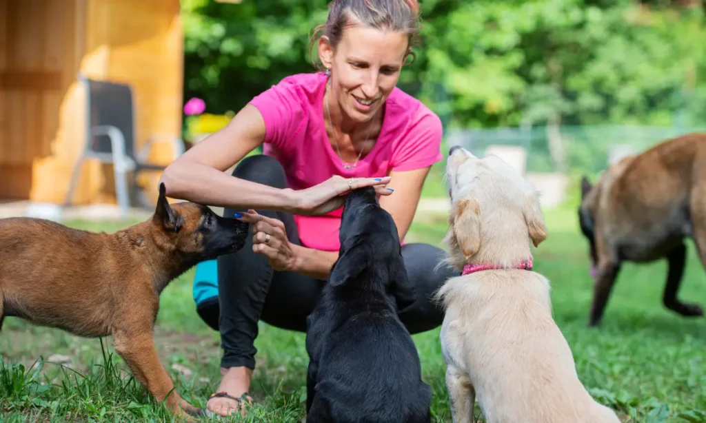 Puppy training -101