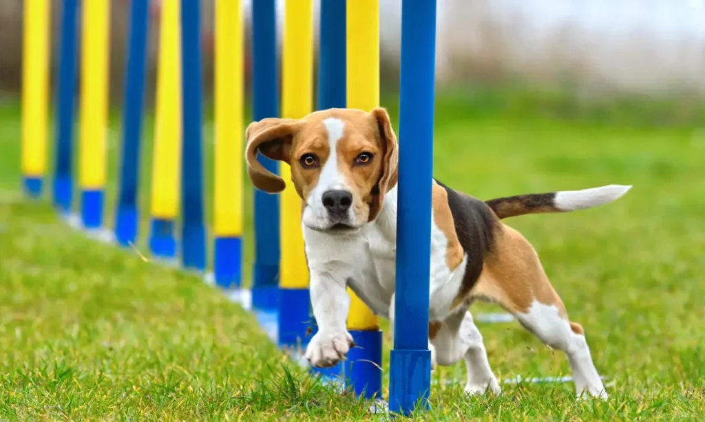 best dog training