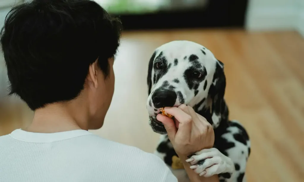 best online dog training