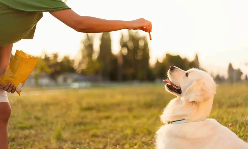brain training for dog review