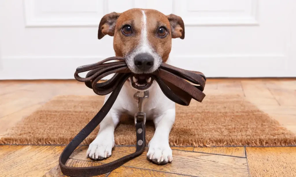 dog training