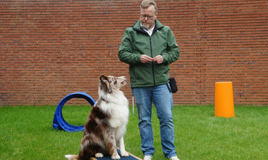 dog training courses
