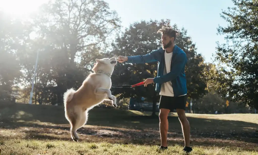 dog training tips
