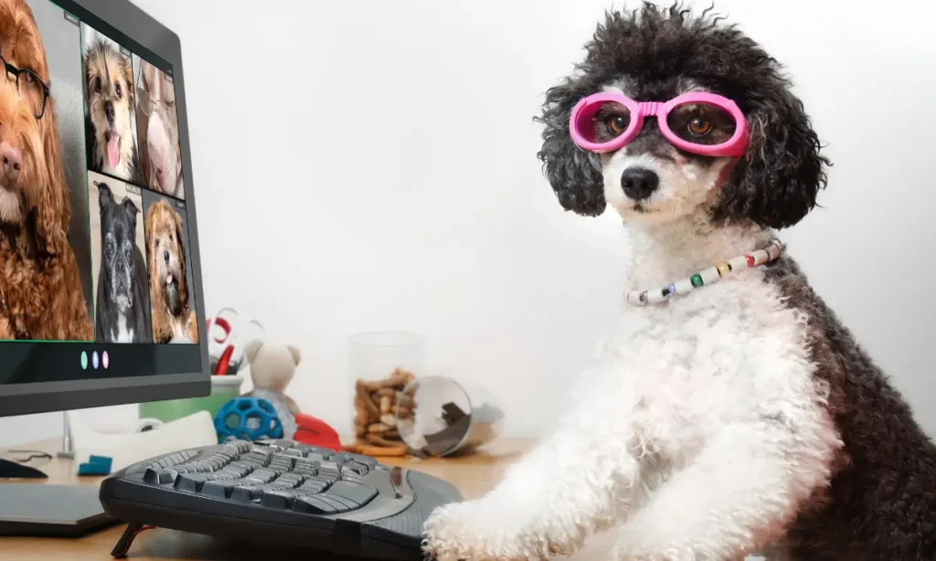 dog training videos