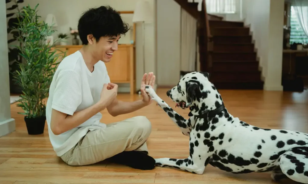 dogs online videos training courses