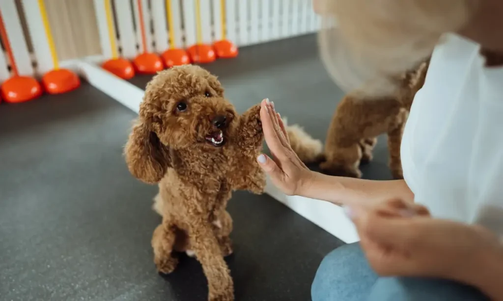 dogy dans online dog trainer review