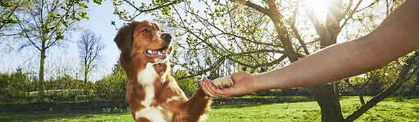 Can dogs benefit from brain training?