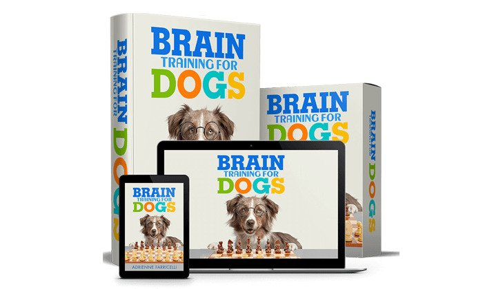 The Top 7 Best Online Dog Training Programs