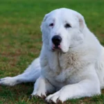 Alabai Dog Price In India