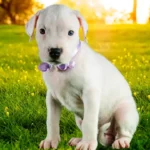 Dogo Argentino Price In India