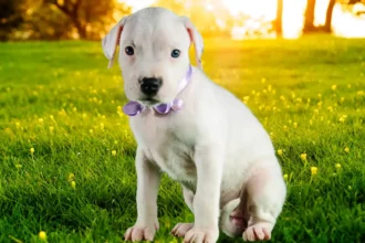 Dogo Argentino Price In India