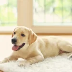 Labra Dog Price In India