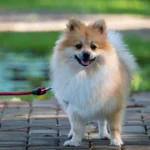 Pomeranian Dog Price In India