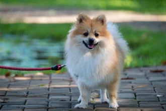 Pomeranian Dog Price In India