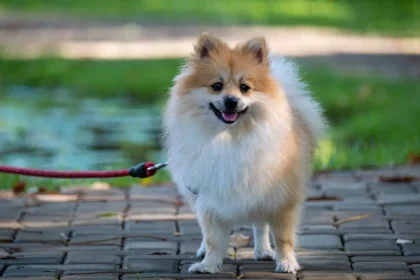 Pomeranian Dog Price In India