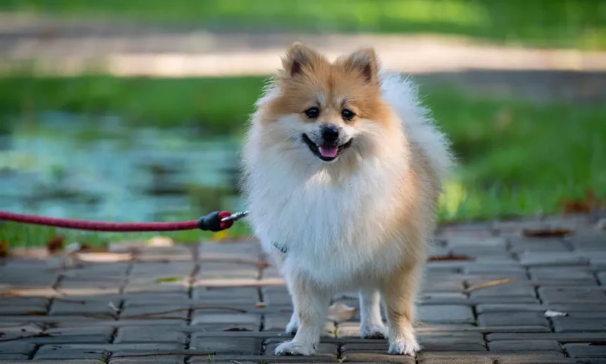 Pomeranian Dog Price In India