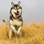 husky dog price in india