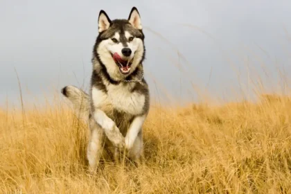 husky dog price in india