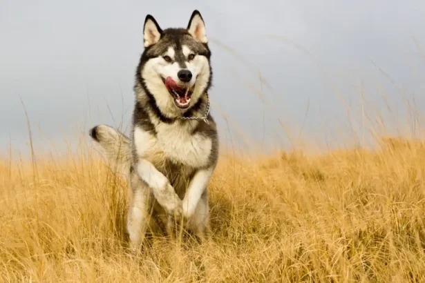 husky dog price in india