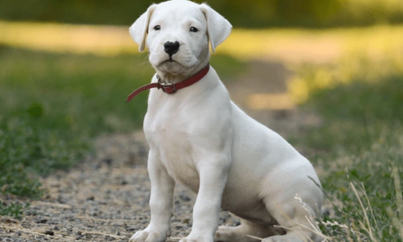 The Origin of Dogo Argentino Breed 