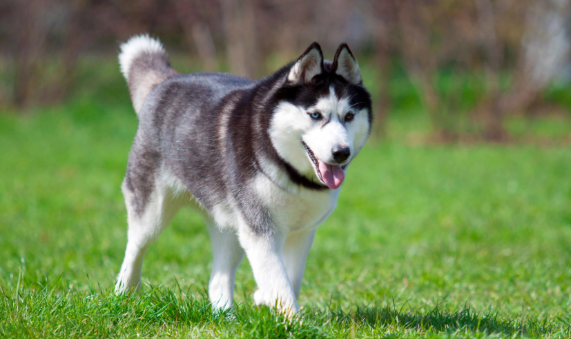 What Factors Affect The Husky Dog Price In India?