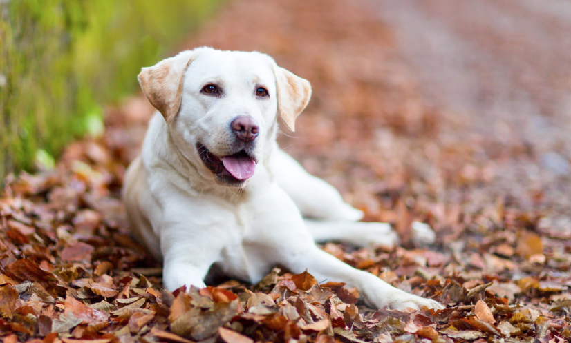 Pros & Cons of Owning A Labra Dog