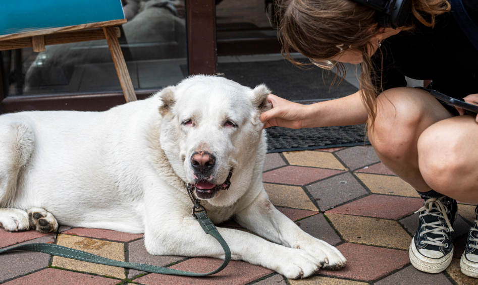 Understanding The Alabai Dog Breed