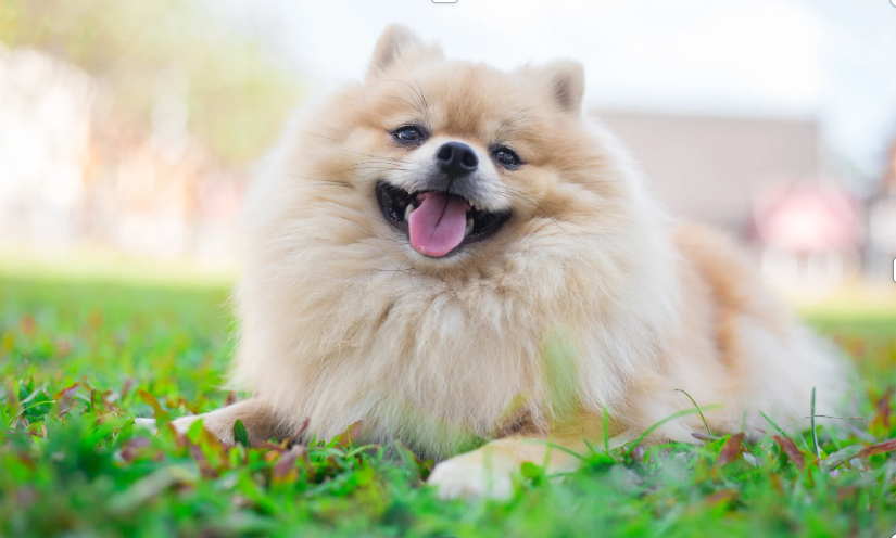 Pomeranian Pet Monthly Expenses