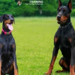 Doberman Dog Price In India