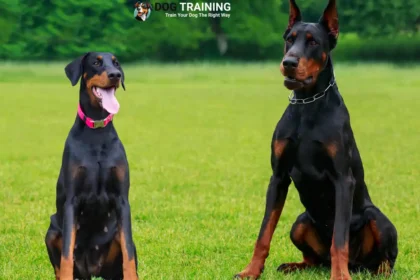 Doberman Dog Price In India