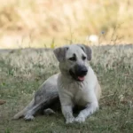 Kangal Dog Price In India