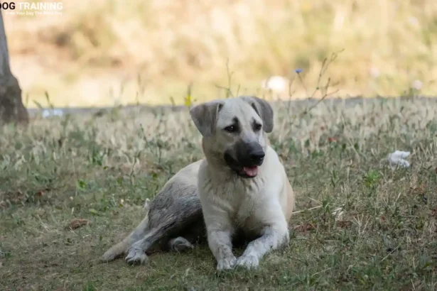 Kangal Dog Price In India