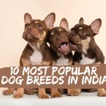 Top 10 Most Popular Dog Breeds In India