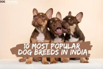 Top 10 Most Popular Dog Breeds In India