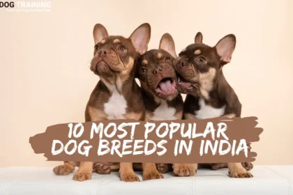 Top 10 Most Popular Dog Breeds In India