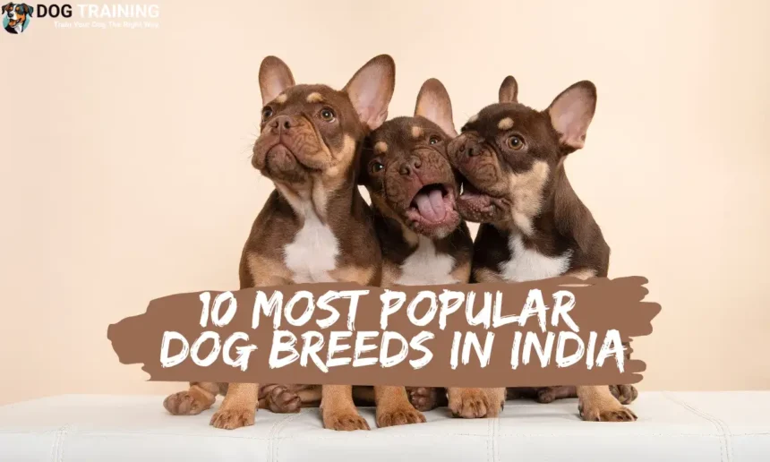 Top 10 Most Popular Dog Breeds In India