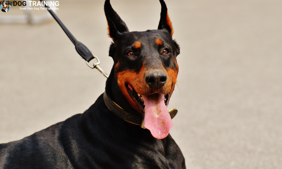 Understanding The Doberman Dog Breed