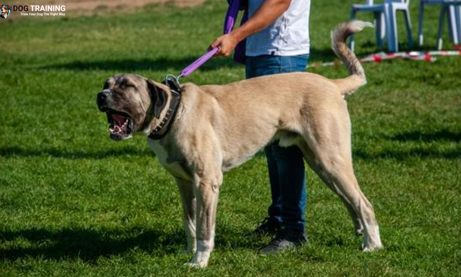 Appearance Of The Kangal Dog Breed