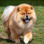 Chow Chow Dog Price In India