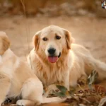 Golden Retriever Price in India