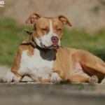 Pitbull Dog Price in India