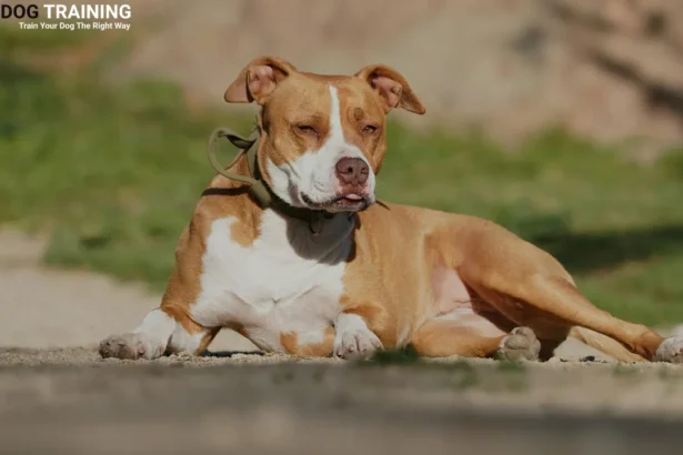 Pitbull Dog Price in India