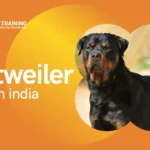 Rottweiler Price in India
