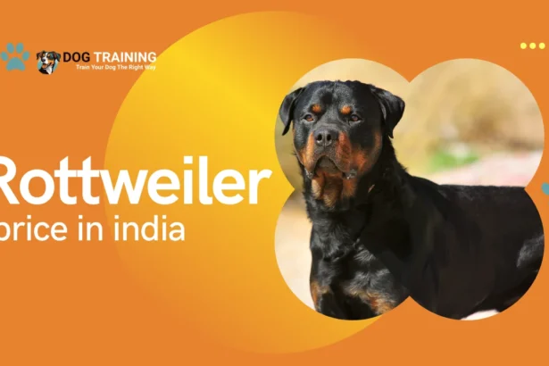 Rottweiler Price in India