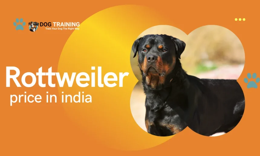 Rottweiler Price in India