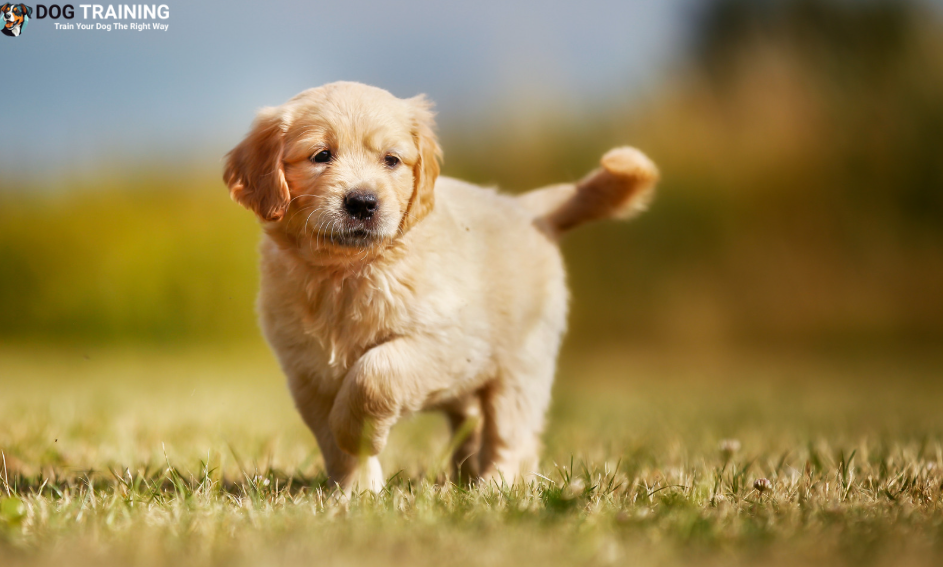 Golden Retriever Prices in India