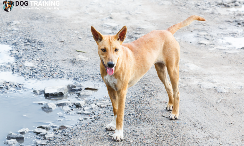 Mudhol Dog Price in India