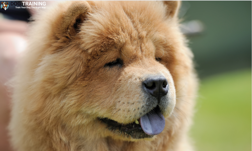 Origin of Chow Chow Dog Breed : An Overview
