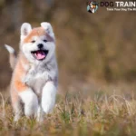 Akita Dog Price in India