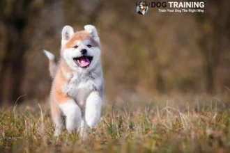 Akita Dog Price in India